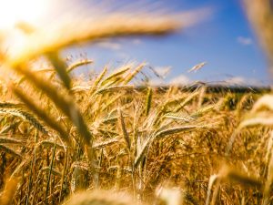 agriculture – wheat